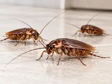 Fotografía de una cucaracha americana