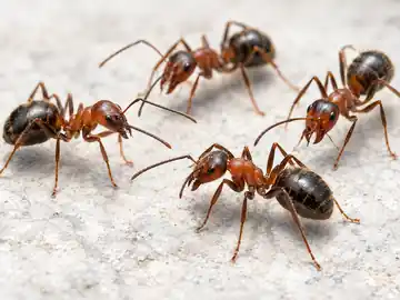 Fotografía de hormigas alimentándose