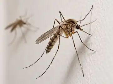 Fotografía de un mosquito doméstico